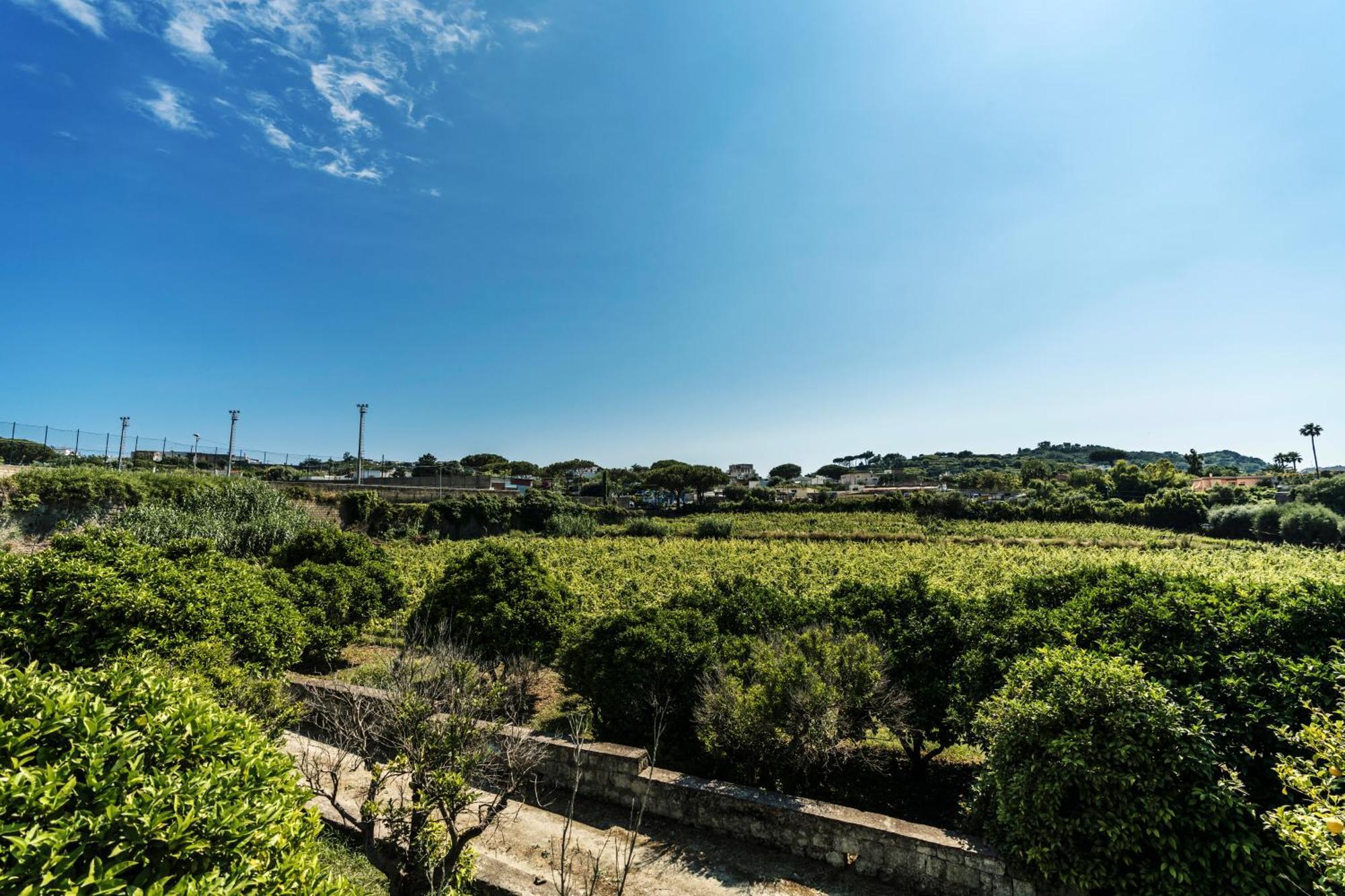 Tenuta Calitto Wine Resort E Spa Ischia Exterior photo